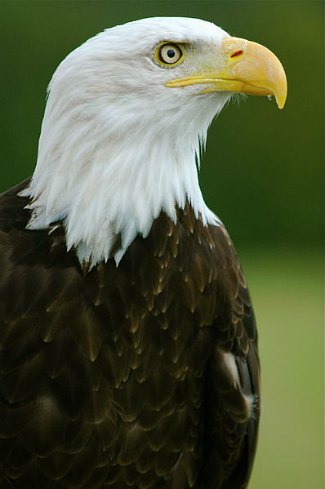 Bald Eagle (Haliaeetus leucocephalus)