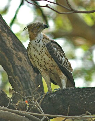 Crested Hawk Eagle (Nisaetus cirrhatus) pale morph