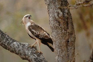 Crested Hawk Eagle (Nisaetus cirrhatus) pale morph perched in tree