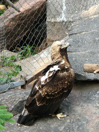 Eastern Imperial Eagle (Aquila heliaca)