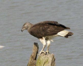 Grey-Headed Fish Eagle (Ichthyophaga 
ichthyaetus)