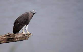 Grey-Headed Fish Eagle (Ichthyophaga 
ichthyaetus)