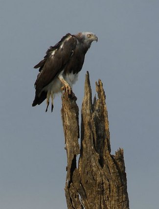Grey-Headed Fish Eagle