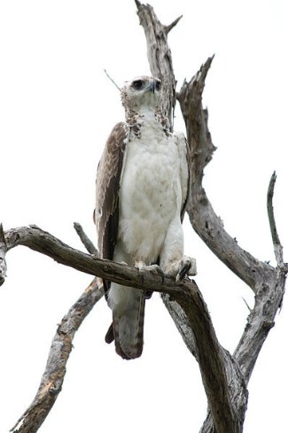 Martial Eagle (Polemaetus bellicosus) juvenile