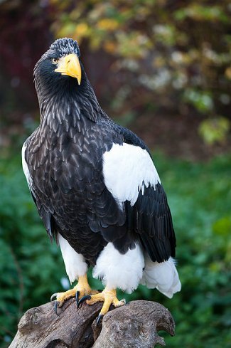 Steller's Sea Eagle (Haliaeetus pelagicus) 
perched