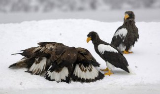 Steller's Sea Eagles (Haliaeetus pelagicus) with Golden 
Eagle